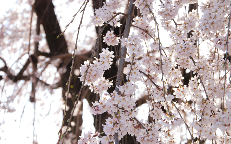 3月27日は桜の日 Aether花便り
