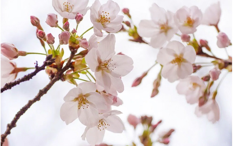 3月27日は桜の日 Aether花便り