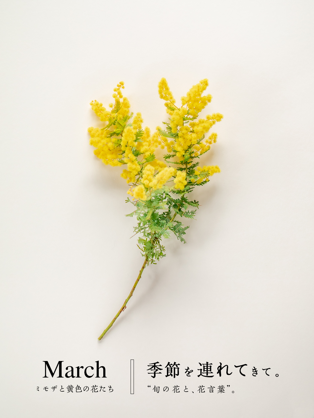 夢見るフラワーリボン♡ミモザに憧れる黄色のお花