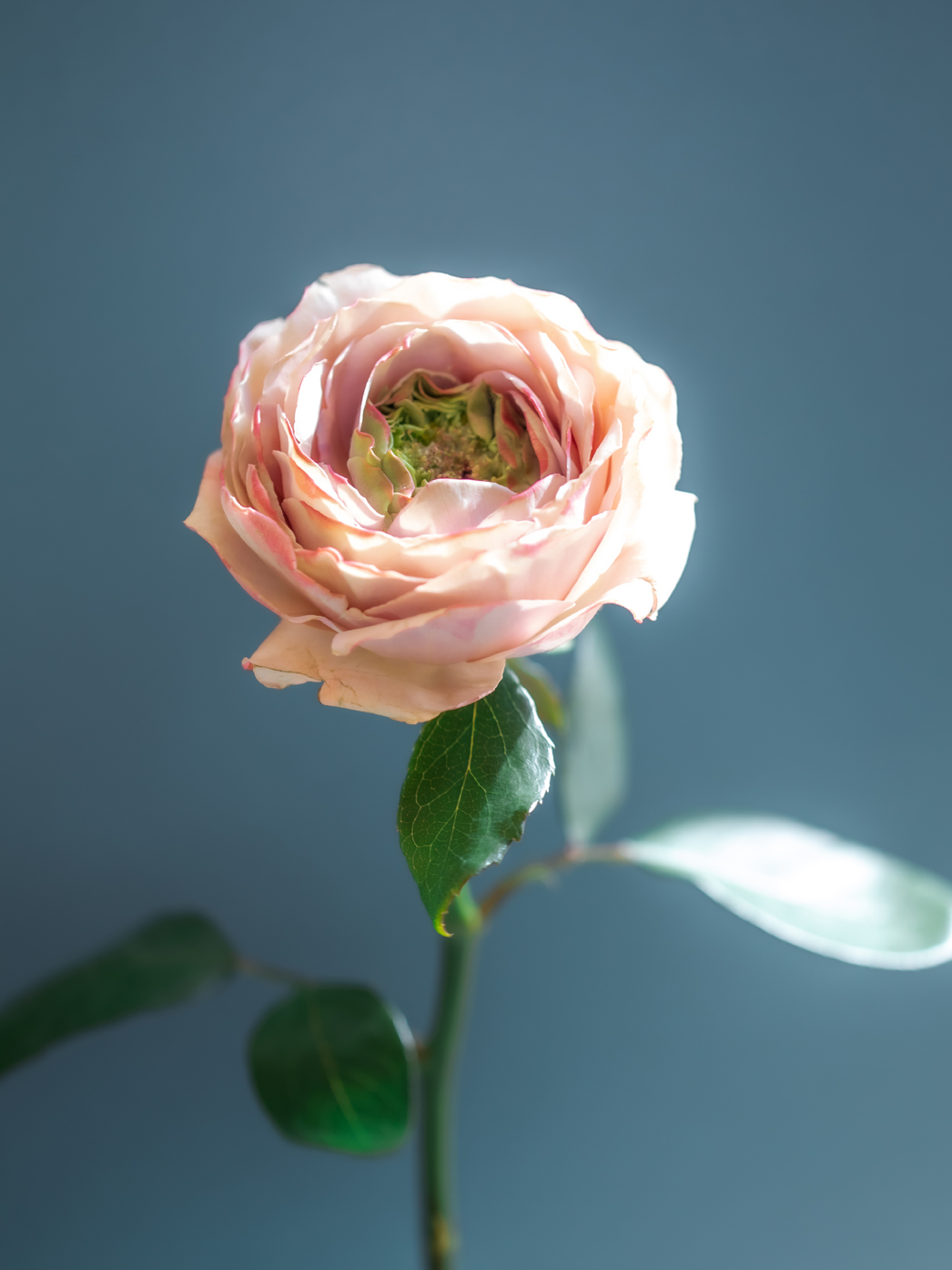 5月の花「バラ」｜季節のブーケプレゼント