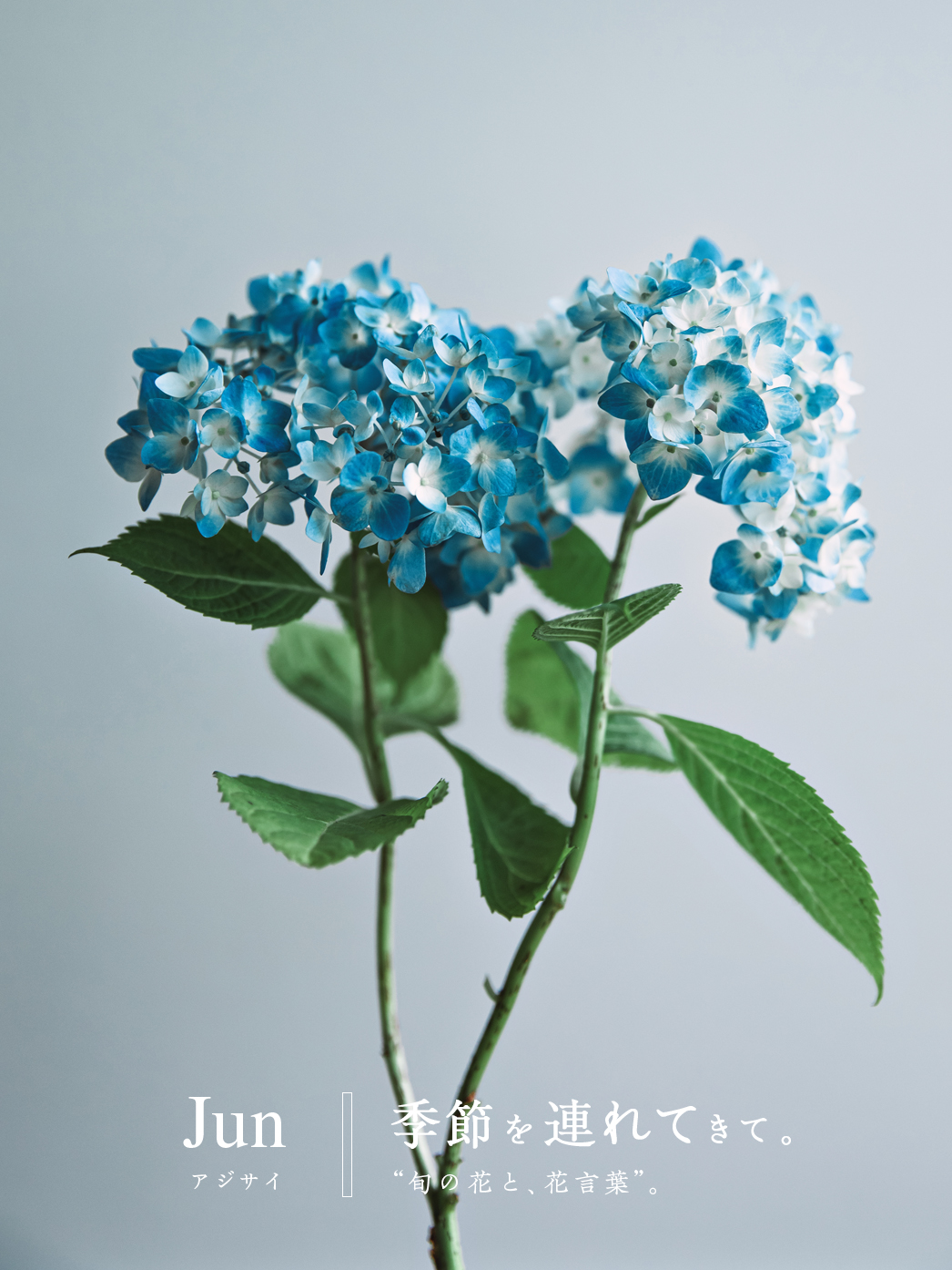 6月の花「紫陽花」｜季節のブーケプレゼント