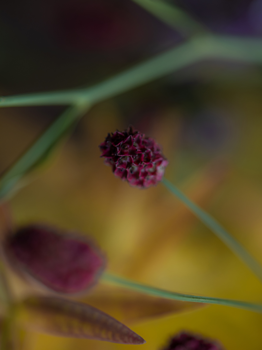 10月の花「ワレモコウ」｜季節のブーケプレゼント