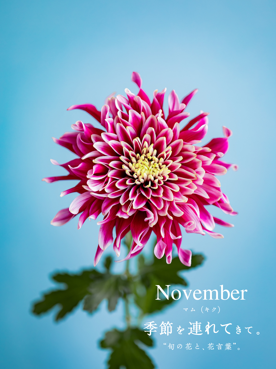 11月の花「マム（キク）」｜季節のブーケプレゼント