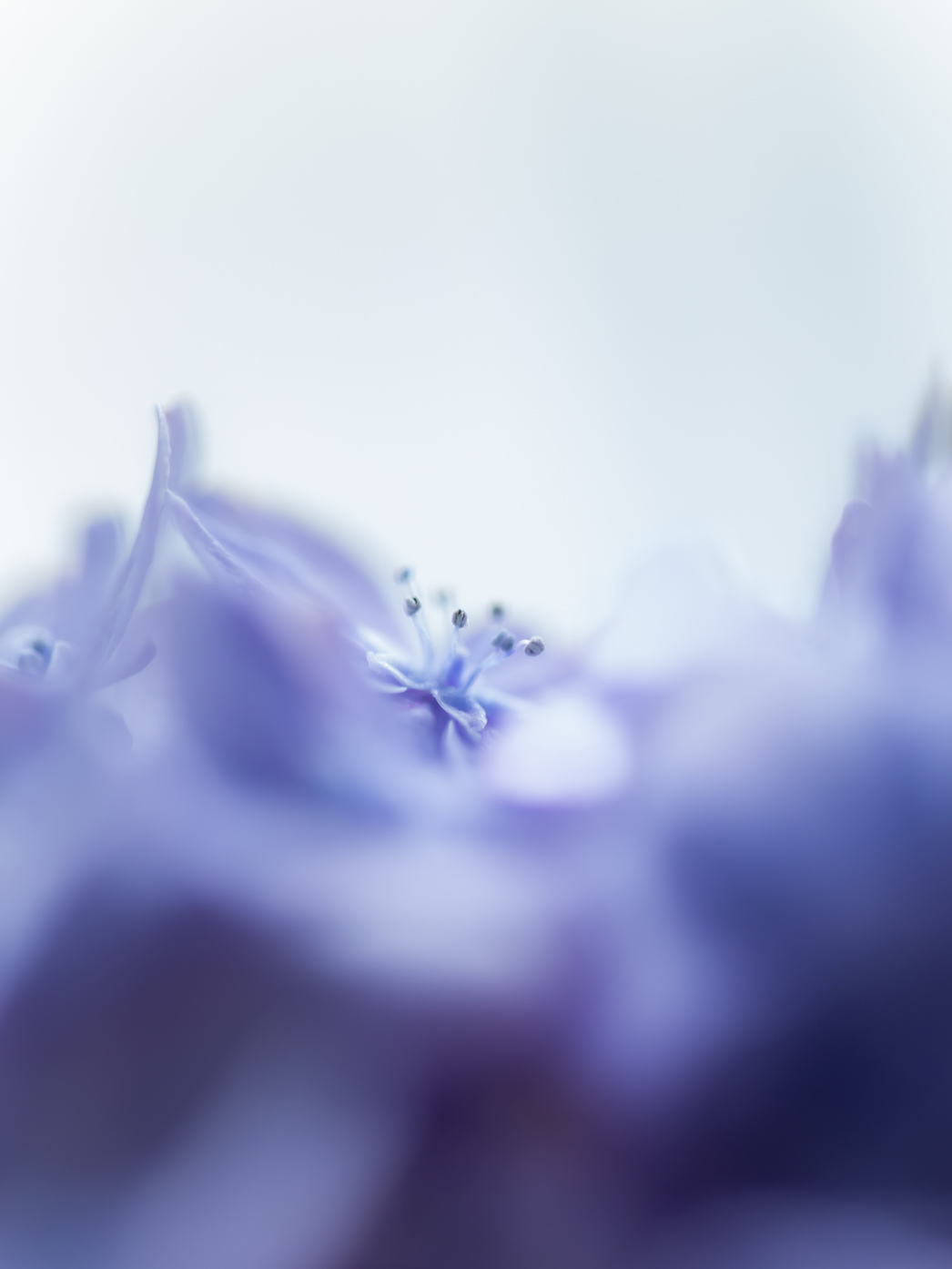 6月の誕生花「紫陽花」のブーケが当たるコラム