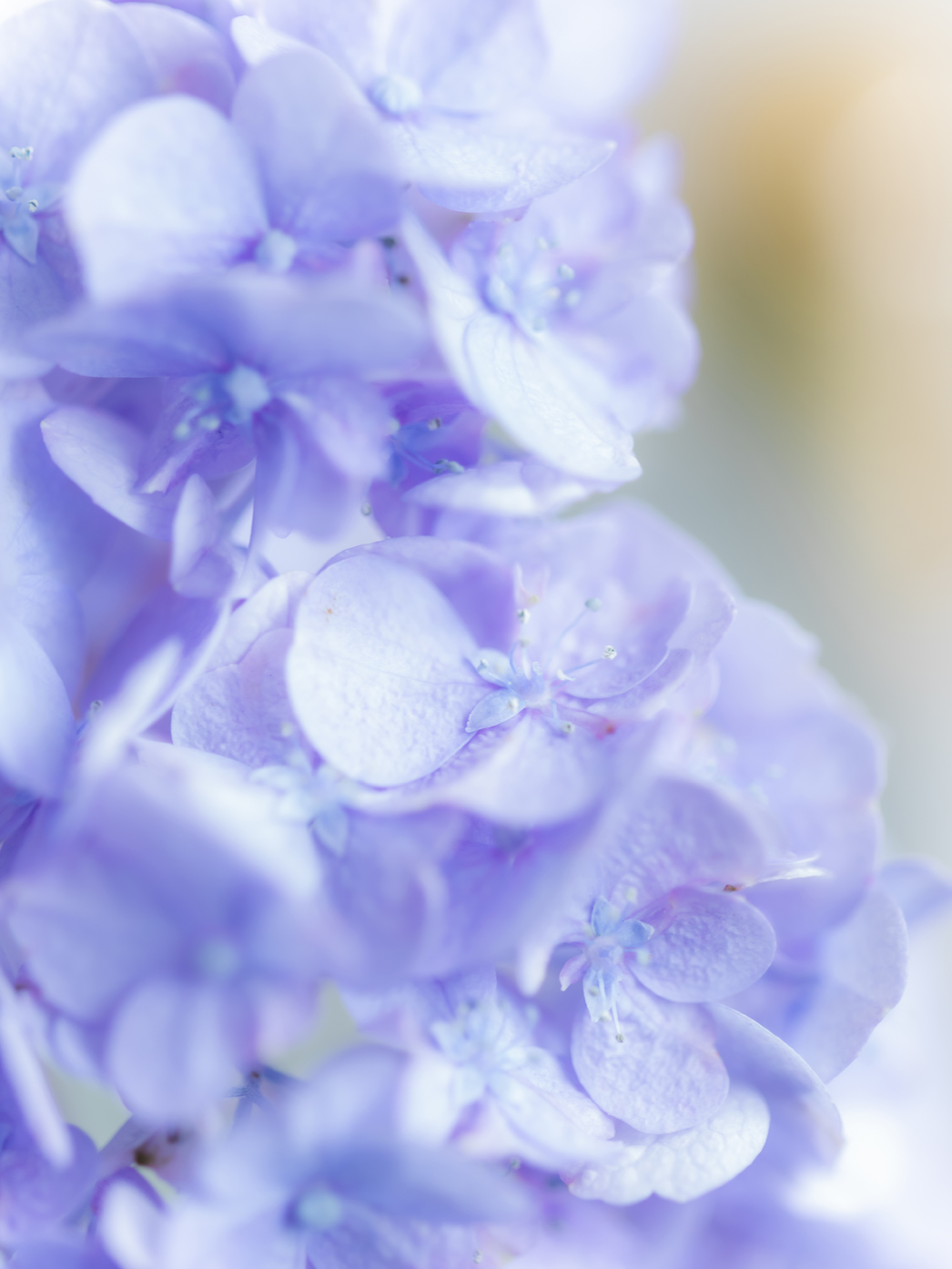 6月の誕生花「紫陽花」のブーケが当たるコラム