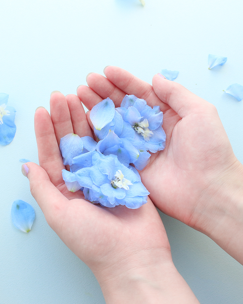サムシングブルーの青色の花デルフィニウム