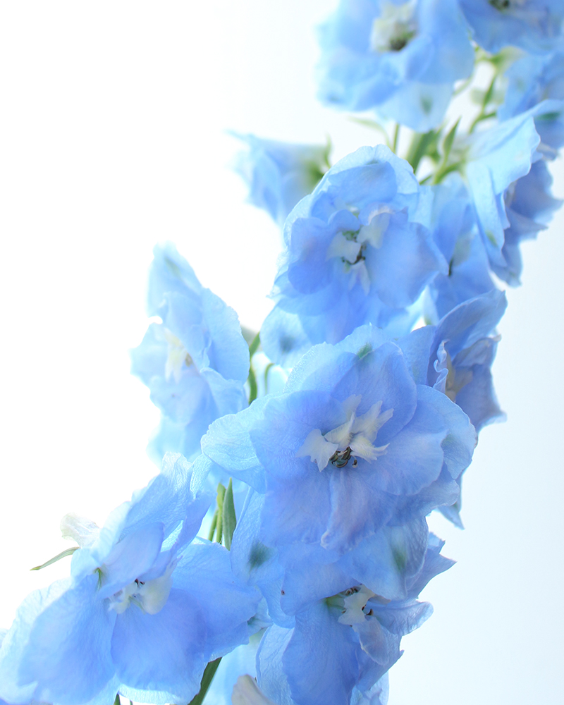 サムシングブルーの青色の花デルフィニウム