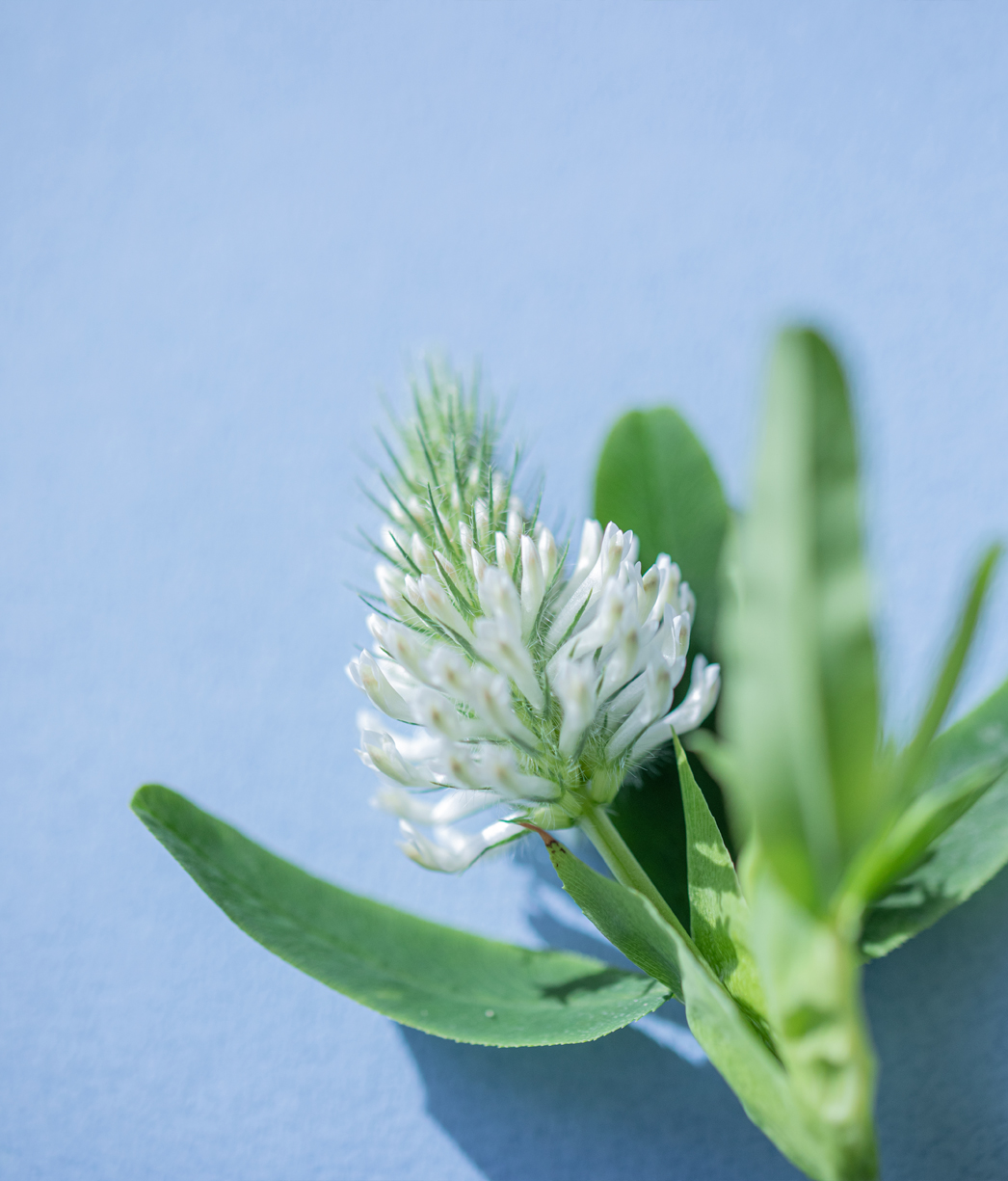 ホワイトとグリーンの花|エーテルのブーケプレゼント