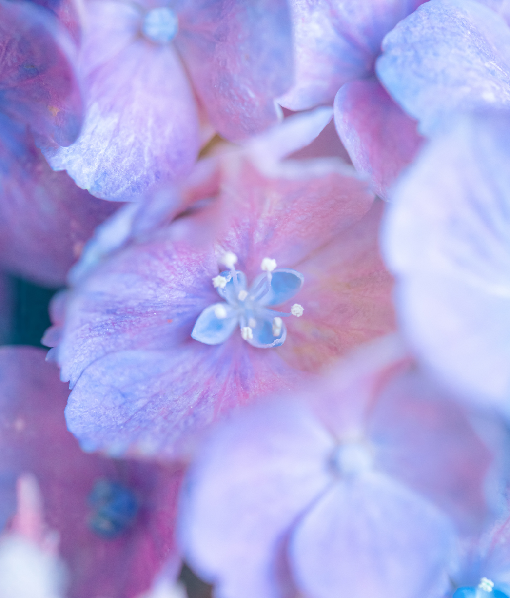 パープルカラーの紫陽花ブーケ|エーテルのブーケプレゼント