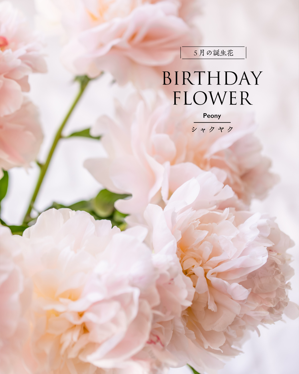5月の誕生花、芍薬のブーケ|エーテルのブーケプレゼント