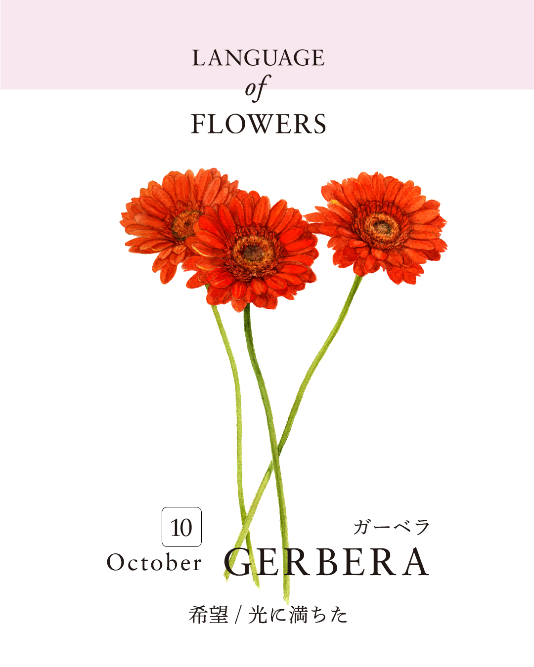 12ヶ月の誕生月花と花言葉