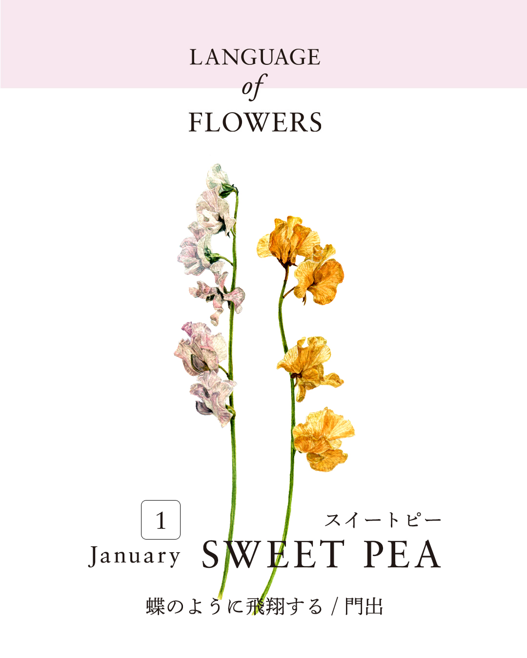 12ヶ月の誕生月花と花言葉
