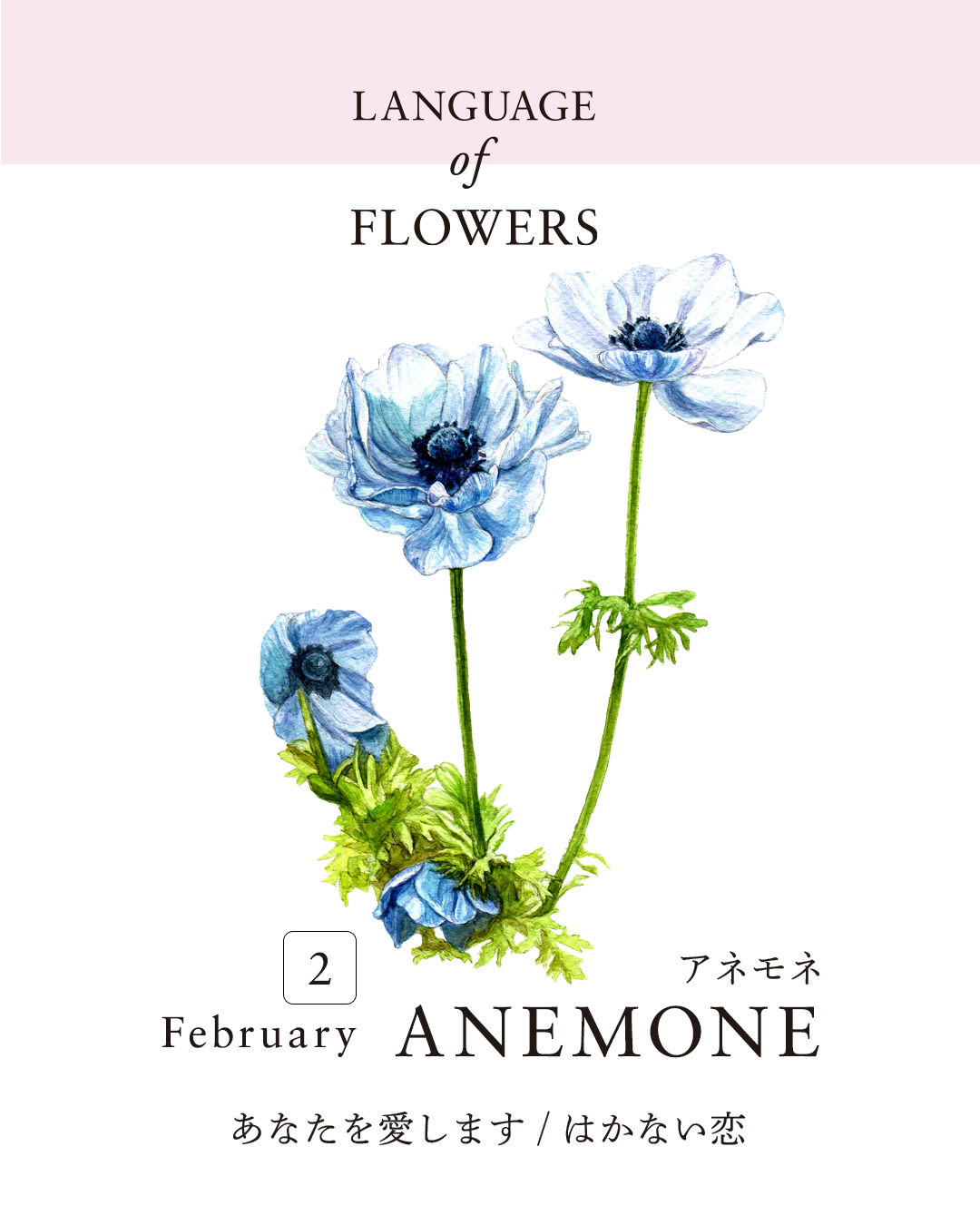 12ヶ月の誕生月花と花言葉