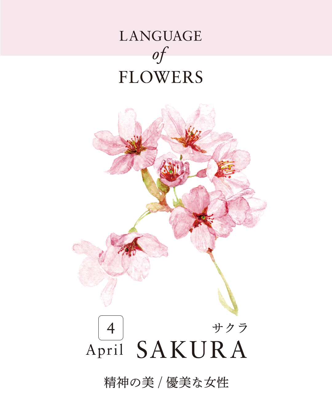 12ヶ月の誕生月花と花言葉