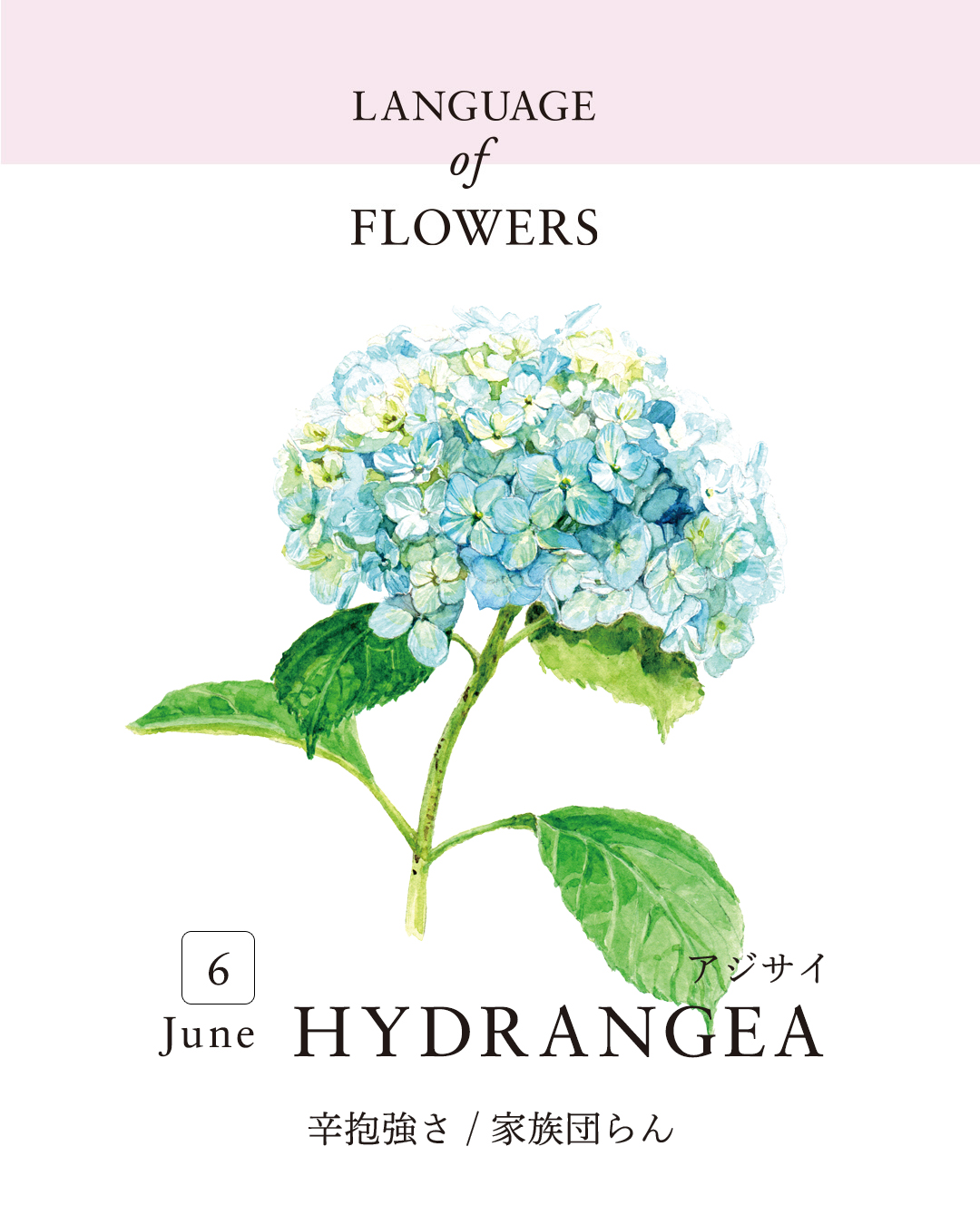 12ヶ月の誕生月花と花言葉