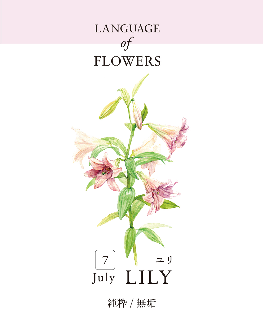 12ヶ月の誕生月花と花言葉