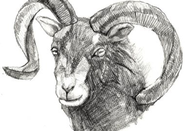 シープスキンとラムスキンとは？羊革の魅力と革の違いを解説 ｜ レザーブランドAETHER