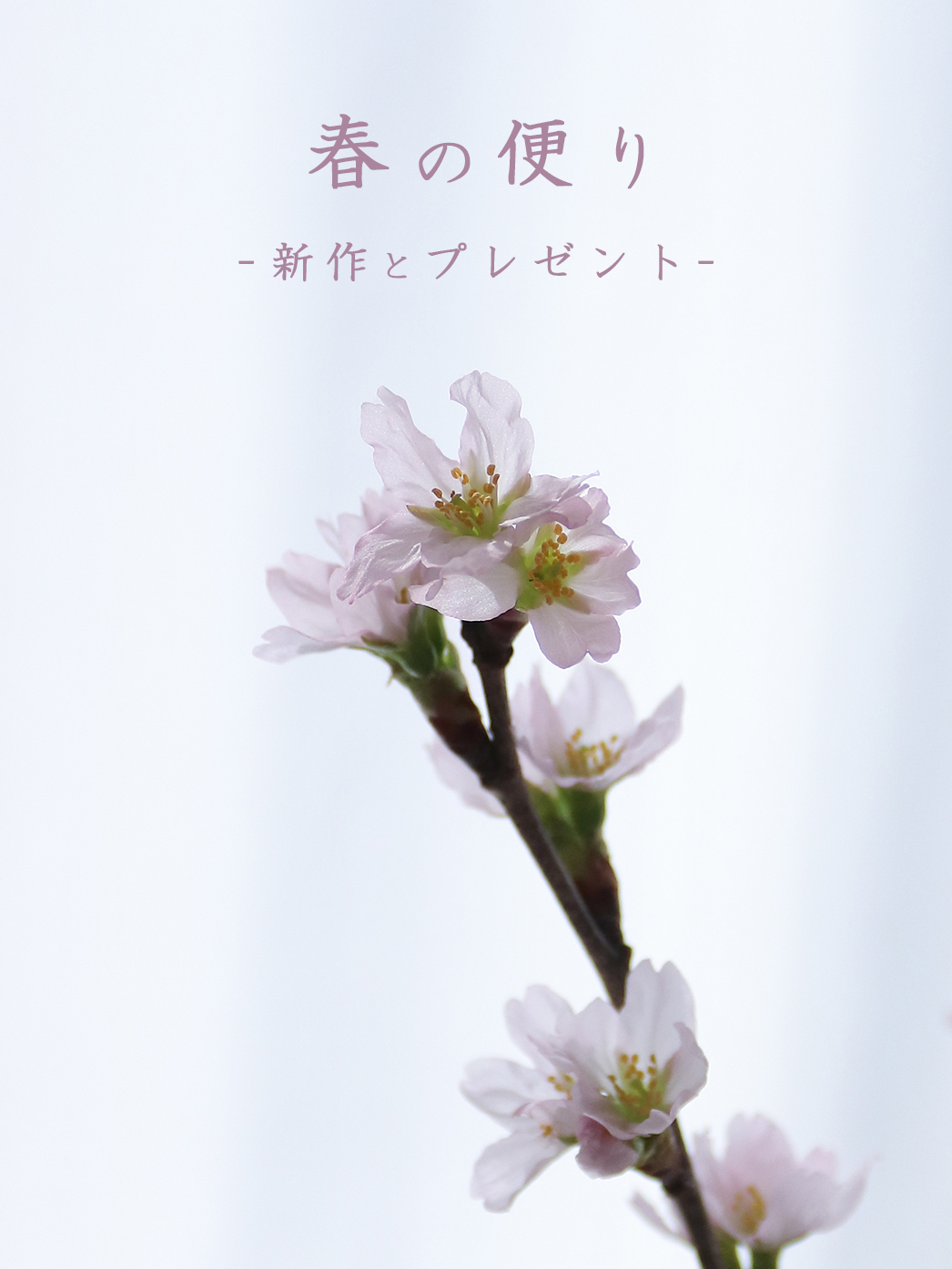 春の便り。新作とプレゼント。