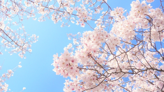 桜の花が持つ開運パワー