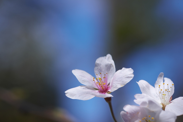 咲き始めの桜は、生命力や未来
