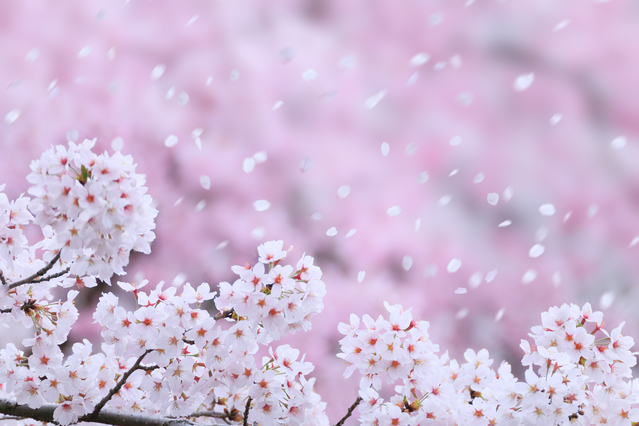 春の桜の金運アップタイムセール