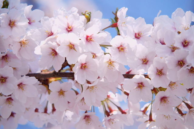 満開の桜は、繁栄や財力